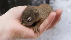 Wie man ein kleines Eichhörnchen rettet, ohne ihm zu schaden: drei entscheidende Schritte